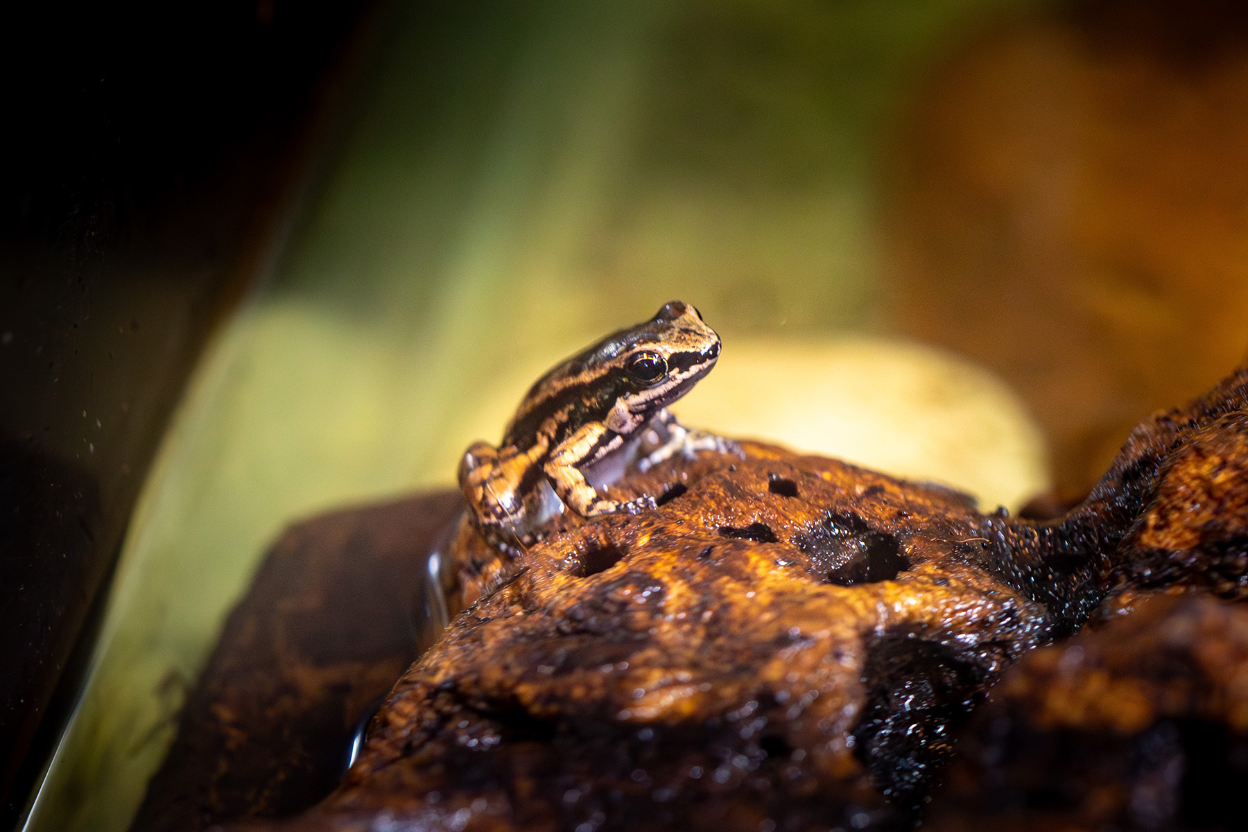 Trinidadian stream frog CREDIT: RZSS